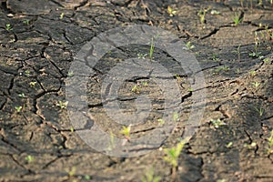 Ground with cracks