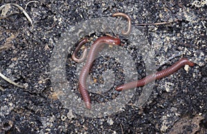 Ground crawling with red Trigoniulus corallinus