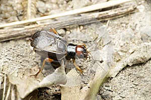 Ground cricket insect chirping, Satara, Maharashtra