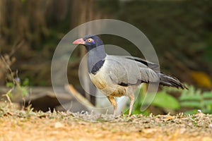 Ground-Cuckoo bird