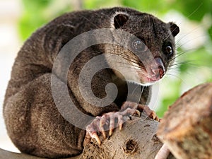 Ground cuscus