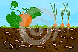 Ground cutaway with earthworms and vegetable.