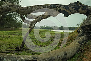 ground with dead tree landscape photography