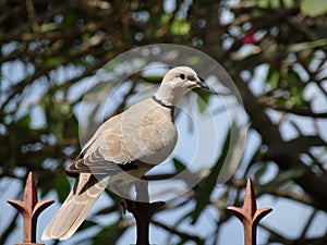 A ground dove in the caribbean