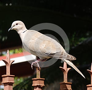 A ground dove in the caribbean