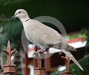 A ground dove in the caribbean