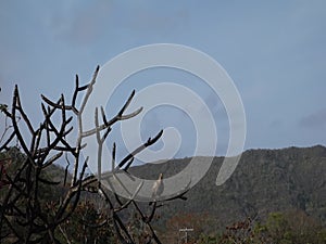 A ground dove perched in a frangipani tree