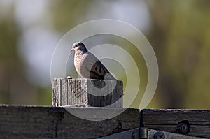 Ground Dove perched on a wooden fence