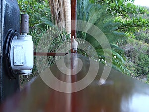 A ground dove on a railing in the caribbean