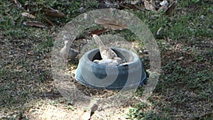 ground doves eating dogfood at belmont house, bequia