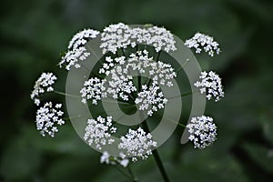 The ground elder (aegopodium podagraria) grows in a forest