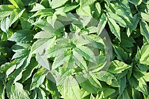 Ground elder or herb Aegopodium podagraria