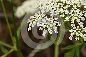 Ground elder, herb gerard, bishop`s weed, goutweed, gout wort