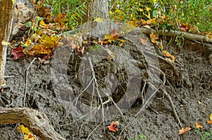 ground erosion exposing roots of a mature tree