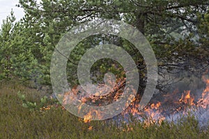 Ground fire under pine