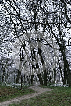 Ground footpath in winter forest