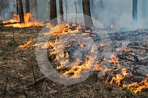 Ground forest fire in pine stand