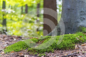 The ground of this forest near Nunspeet, the Netherlands, is largely covered with beautiful moss