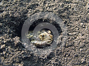 Ground frog 5