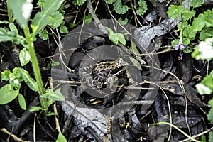 A ground frog in a forest