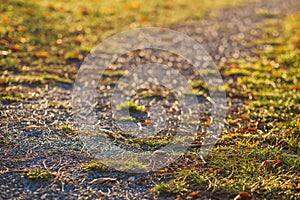 Ground with grass and leaves