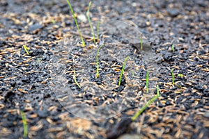 Ground with grass seeds planted for the perfect lawn