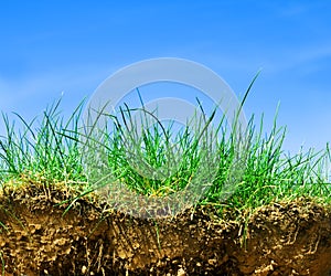 Ground, grass, sky cross section