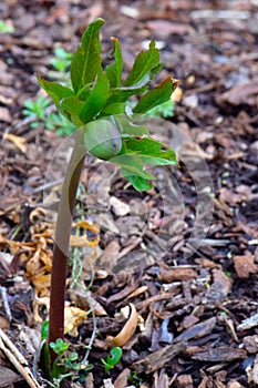 Ground Lenton Rose Hellebore Bud 02