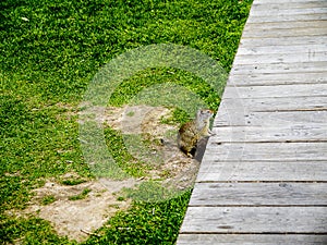 Ground Hog in Carpark in Jackson which is a town located in the Jackson Hole Valley of Teton County, Wyoming, United States photo