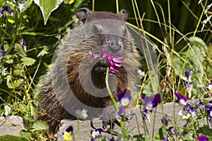 Ground hog day photo