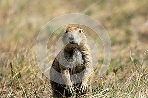 Ground Hog at Devils Tower National Monument, Wyoming