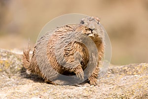 Ground hog marmot animal close up portrait oudoors