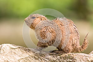 Ground hog marmot animal close up portrait oudoors against green blurry background