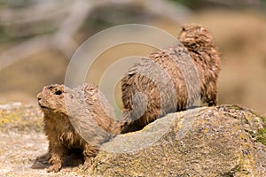 Ground hog marmot animals close up portrait oudoors