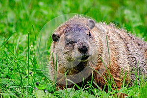 Ground hog marmot day close up portrait while coming to you