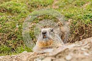 Ground hog marmot day portrait