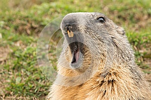 Ground hog marmot day portrait photo
