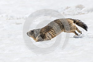 Ground hog marmot day portrait running on snow