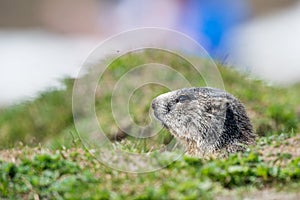 Ground hog marmot portrait while looking at you