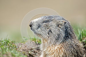 Ground hog marmot portrait while looking at you