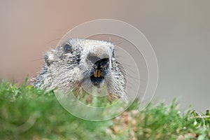 Ground hog marmot portrait while looking at you