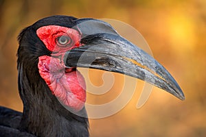 Ground Horn Bill portrait