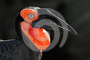 Ground hornbill