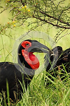 Ground Hornbill