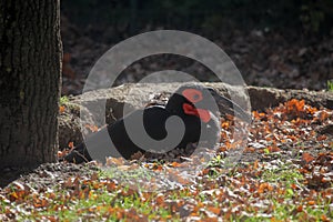 Ground hornbill