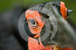 Ground Hornbill bird