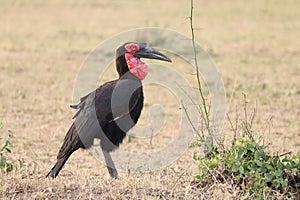 Ground hornbill bird in the african savannah.