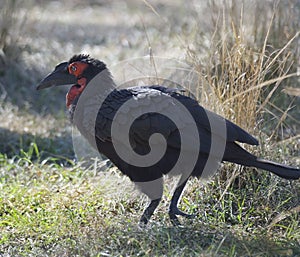 Ground Hornbill