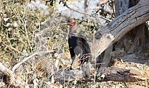 Ground hornbill in Botswana