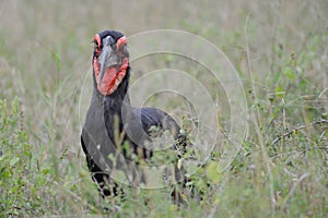 Ground hornbill (Bucorvus leadbeateri)